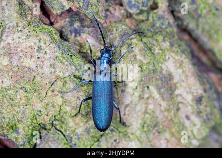 Käfer aus der Familie Oedemeridae, allgemein bekannt als falsche Blisterkäfer, Gattung Ischnomera. Stockfoto