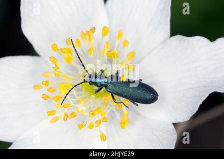 Käfer aus der Familie Oedemeridae, allgemein bekannt als falsche Blisterkäfer, Gattung Ischnomera. Stockfoto