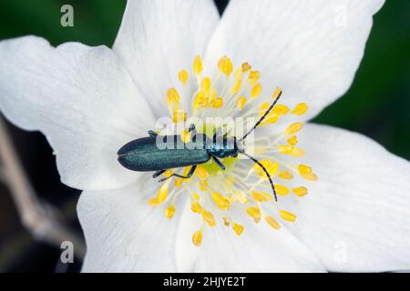 Käfer aus der Familie Oedemeridae, allgemein bekannt als falsche Blisterkäfer, Gattung Ischnomera. Stockfoto