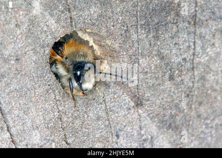 Die Wildbiene Osmia bicornis (Osmia rufa) ist eine Art von Maurerbiene und wird als rote Maurerbiene bezeichnet. Stockfoto