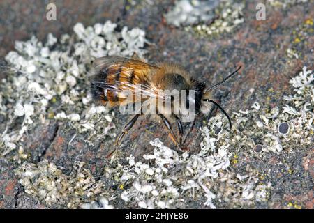 Die Wildbiene Osmia bicornis (Osmia rufa) ist eine Art von Maurerbiene und wird als rote Maurerbiene bezeichnet. Stockfoto
