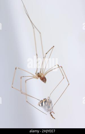 Pholcus phalangioides, allgemein bekannt als Dapdy Long-Legs Spinne oder langbeinig Keller Spinne zu Hause. Mit einer gejagten anderen Spinne - springende Spinne. Stockfoto