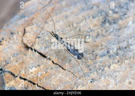 Gemeiner, Thread-legged Assassinwanze Empicoris culiciformis. Stockfoto