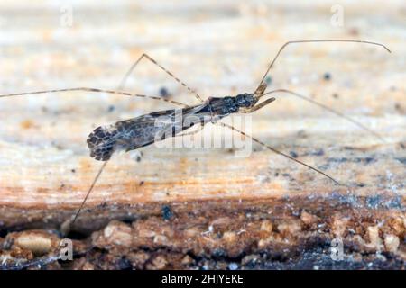 Gemeiner, Thread-legged Assassinwanze Empicoris culiciformis. Stockfoto