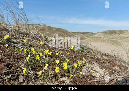 Teppich von Dünenschwänzen / Küstenseilchen (Viola tricolor curtisii), blühend auf Küstensanddünen, Merthyr Mawr Warren NNR, Glamorgan, Wales, UK, Apr Stockfoto