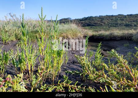 Gemeine Glaswürze/Marschsambir (Salicornia europaea), die in einem Salzmarschbach wächst, Merthyr Mawr NNR, Glamorgan, Wales, Vereinigtes Königreich, September. Stockfoto