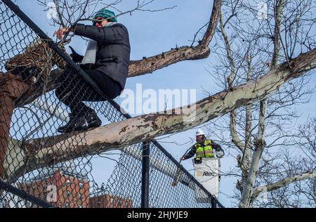 New York, New York, USA. 31st Januar 2022. Protest und Details im East River Park.Demonstranten versammelten sich im East River Park, um zu verhindern, dass Bauarbeiter Bäume abbauen, um am Projekt ESCR - East Side Coastal Resiliency voranzukommen, einem Versuch der Stadt, einen Deich zu bauen, der Hochwasserschutz gewährleisten soll.Laut öffentlichen Plänen Eine 1,2 Meilen lange Mauer mit einem abgeruteten Park über einer Fläche von 8 Fuß wird den East River säumen, was das Ausstoßen von geschätzten 1000 Bäumen entlang des Flussufers erfordert. Letztes Jahr im Dezember wurden die Cherry- und London-Platanen des südlichen Teils des Parks, ein geschnitten Stockfoto