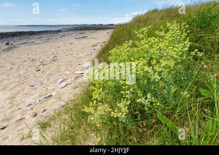 Seeteufer (Evorbia paralias), die in Sanddünen hinter einer sandigen Küste blühen, Merthyr Mawr NNR, Glamorgan, Wales, Vereinigtes Königreich, Juli. Stockfoto