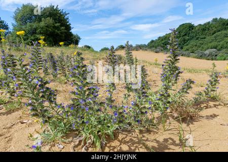 Viper’s bugloss (Echium vulgare) und Common Ragwort (Senecio jacobaea) blühen auf Sanddünen, Merthyr Mawr Warren NNR, Glamorgan, Wales, Großbritannien, Juli. Stockfoto