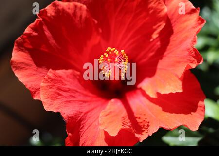 Roter Hibiscus Stockfoto