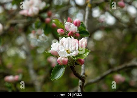Apfelbaumblüte kommt zur Blüte Stockfoto
