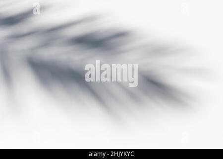 Datum, Kokospalme Blatt Schatten Silhouette auf weißem Grund Hintergrund. Dunkle Silhouetten exotischer Blätter in hellem Sonnenlicht über der Wand. Sommerurlaub Stockfoto