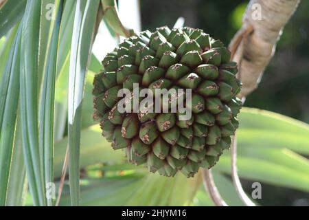 Pandanus utilis Frucht in Bermuda Stockfoto