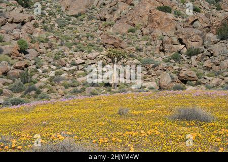 Namaqualand Blumensaison, Südafrika Stockfoto