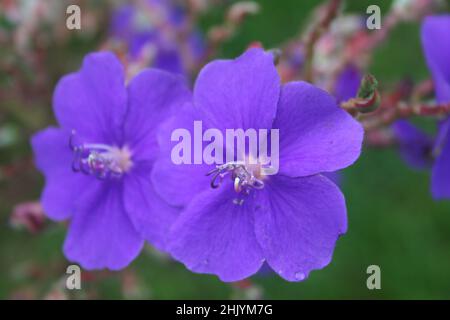 Tibouchina Urvilleana, St. Lucia Stockfoto