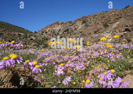 Namaqualand Blumensaison, Südafrika Stockfoto