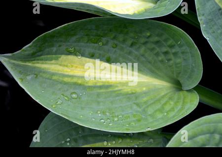 Regentropfen auf grün/gelben Hesta 'Paradise Glory'-Blättern, die in den Grenzen von RHS Garden Harlow Carr, Harrogate, Yorkshire, Großbritannien, angebaut werden. Stockfoto