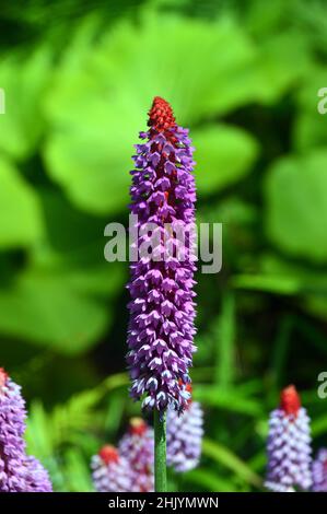 Einzelne stachelige rosa/violette Primula Vialii (Orchideenprimrose) Blumen, die in den RHS Garden Harlow Carr, Harrogate, Yorkshire, Großbritannien, angebaut werden. Stockfoto