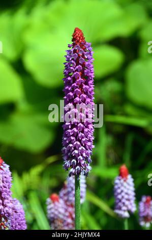 Einzelne stachelige rosa/violette Primula Vialii (Orchideenprimrose) Blumen, die in den RHS Garden Harlow Carr, Harrogate, Yorkshire, Großbritannien, angebaut werden. Stockfoto