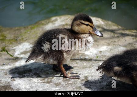 Baby Mallard (Anas platyrhynchos) Entlein Küken stehen auf dem Felsen an der Seite eines Teiches im RHS Garden Harlow Carr, Harrogate, Yorkshire, Großbritannien. Stockfoto