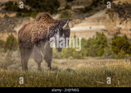 Beautiwild American Bison in der Wildnis Stockfoto