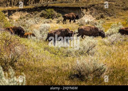 Eine Herde wilder amerikanischer Bisons in North Dakota Stockfoto