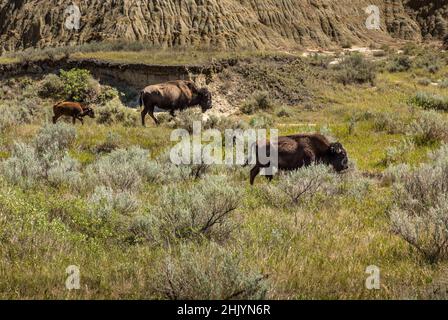 Eine Herde wilder amerikanischer Bisons in North Dakota Stockfoto