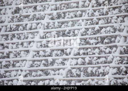 Trocknen von Salz Kabeljau Trocknen auf verschneiten Racks in Lofoten, Norwegen. Stockfoto