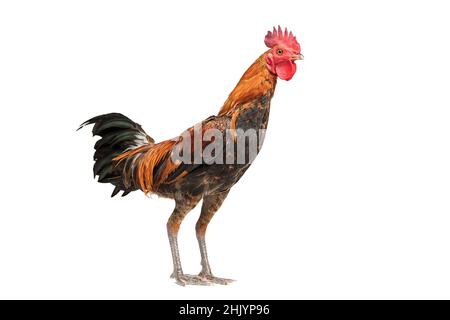 Hahn läuft isoliert auf weißem, Studiofoto, Huhn. Stockfoto