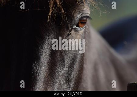 Nahaufnahme eines Pferdehauges Stockfoto