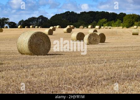 Stroh Rundballen in einem Feld Stockfoto