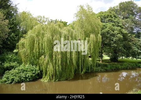 Weeping Willow am Ufer des Flusses Tees Stockfoto