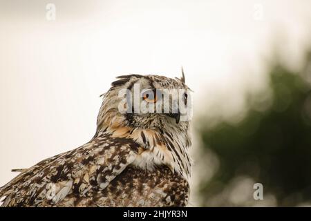 Eurasische Adler-Eule Stockfoto