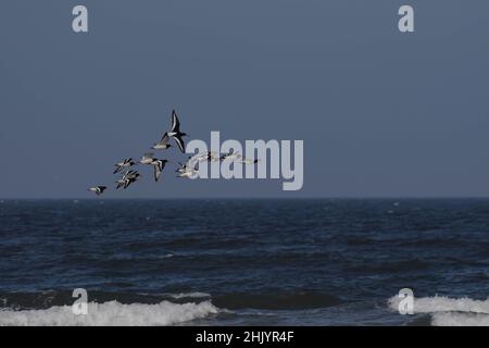 Austernfischer im Flug Stockfoto