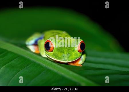 Rotäugiger Baumfrosch (Agalychnis callidyas), ein wunderschöner, ikonischer Grüner Frosch mit roten Augen sitzt auf einem roten Blatt in den Tropen. La Fortuna, Costa Rica Wildli Stockfoto