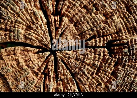 Knarriger Deckel eines alten verwitterten Pfostens Stockfoto