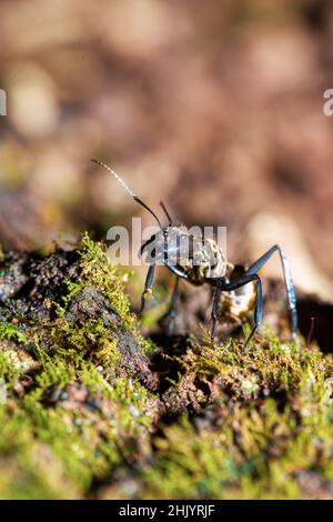 Große, wütende und gefährliche Ameise im Regenwald, Camponotus sericeiventris, Curu Wildlife Reserve, Costa Rica Tierwelt Stockfoto