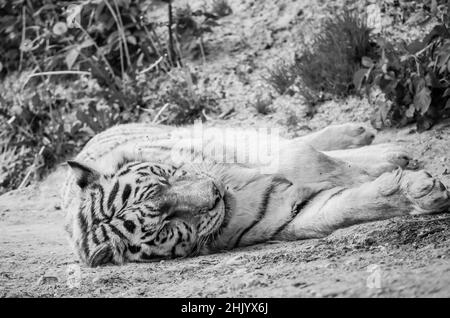 Schwarz-weißes Foto eines Tigers mit dicker Mähne, die auf dem Boden liegt und im Zoo schläft Stockfoto