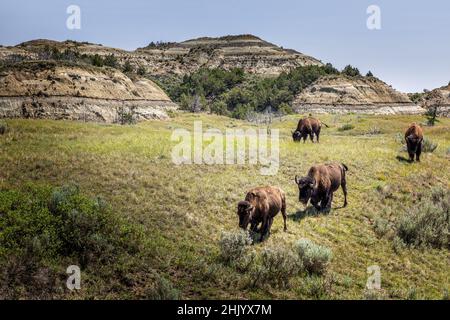 Eine Herde wilder amerikanischer Bisons in North Dakota, Theodore Roosevelt National Park Stockfoto