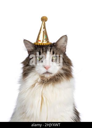 Kopfaufnahme einer älteren norwegischen Waldkatze mit goldenem Partyhut. Unglücklich von der Kamera wegschauen. Isoliert auf weißem Hintergrund. Stockfoto