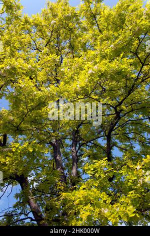 Nahaufnahme eines Black Locust Baumes mit gelben, paarigen, gefiederten Blättern in Catford, Lewisham Stockfoto