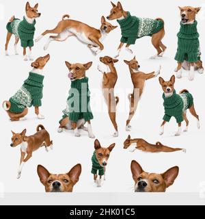 Collage über schöne reinrassige Hund, Basenji Rasse trägt gestrickte warme Pullover isoliert auf weißem Hintergrund. Konzept der Schönheit, Rasse, Haustiere Stockfoto