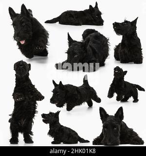 Collage über schöne reinrassige niedliche Hund, schwarze schottische Terrier isoliert auf weißem Hintergrund. Konzept von Schönheit, Rasse, Haustiere, Tierleben. Stockfoto