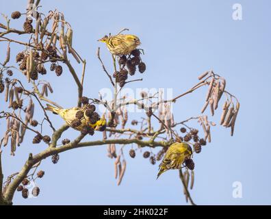 Drei eurasische Siskin-Vögel, Spinus spinus, füttern in einem Erlenbaum, hängen und hängen an einem Zweig und knabbern Kegelsamen, Deutschland Stockfoto