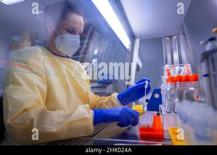 Greifswald, Deutschland. 01st. Februar 2022. Die medizinisch-technische Assistentin Denise Dittmar bereitet Abstrichproben von Corona-Testzentren für die Untersuchung im Automat im PCR-Labor des Universitätsklinikums vor. In den letzten zwei Jahren wurden in den Laboren des Friedrich-Löffler-Instituts für Medizinische Mikrobiologie über 170.000 Proben auf Coronavirus getestet. Täglich werden zwischen 350 und 700 neue PCR-Tests durchgeführt. Quelle: Jens Büttner/dpa-Zentralbild/dpa/Alamy Live News Stockfoto