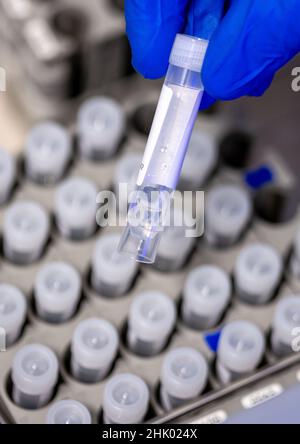 Greifswald, Deutschland. 01st. Februar 2022. Gerrit Hagen Greiser sortiert Probenröhrchen für die Auswertung von Proben aus Corona-Testzentren im PCR-Labor der Universitätsmedizin. In den letzten zwei Jahren wurden in den Laboren des Friedrich-Löffler-Instituts für Medizinische Mikrobiologie über 170.000 Proben auf Coronavirus getestet. Täglich werden zwischen 350 und 700 neue PCR-Tests durchgeführt. Quelle: Jens Büttner/dpa-Zentralbild/dpa/Alamy Live News Stockfoto