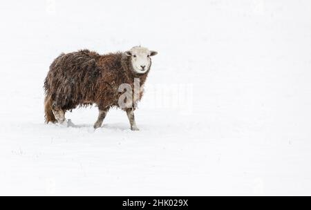Herdwick Schafe (Mutterlamm) im Schnee Stockfoto