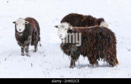 Herdwick Schafe (Mutterlamm) im Schnee Stockfoto