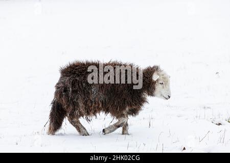 Herdwick Schafe (Mutterlamm) im Schnee Stockfoto