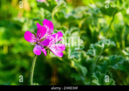 Pelargonium 'Attar der Rosen', Geranie, Blume, Tau, Pruhonice, Tschechische Republik, 13. September 2021. (CTK Photo/Libor Sojka) Stockfoto